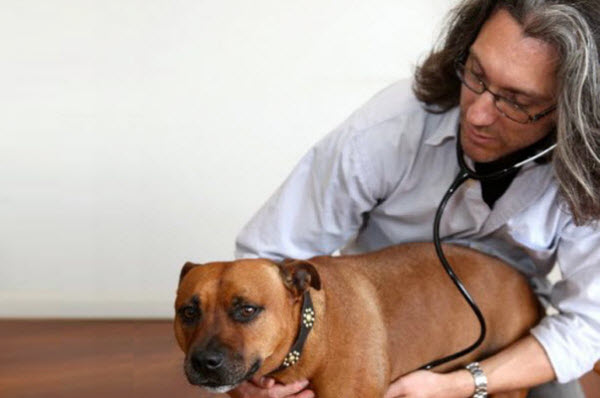 More house visits of a Sydney Mobile Vet