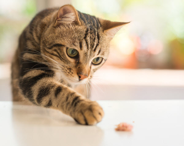 Vetaround - Beautiful-feline-cat with her treats