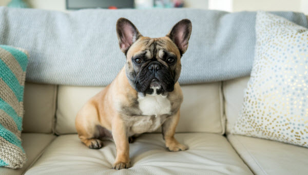 Vetaround - French-bulldog-sitting-on-couch