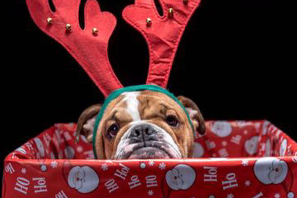 7 Rules to Follow Before Deciding to Gift a Pet this Christmas