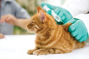 FIV vaccination