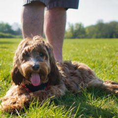 The best dog parks in Sydney for your furry friend