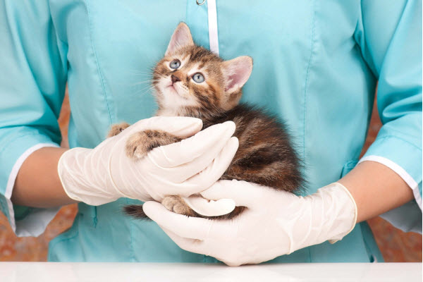 How often should your pet visit a vet?