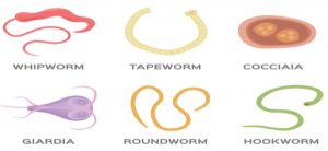 Intestinal Parasites