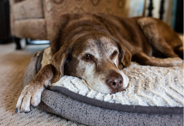 Old dog comfortable on dog bed