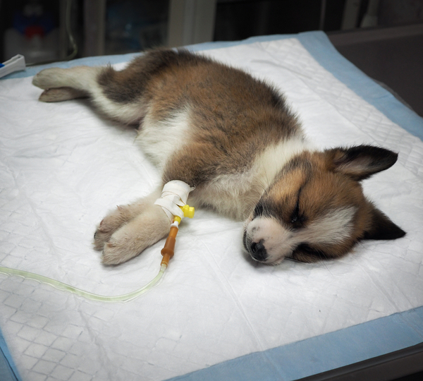 Dog lying down on the pad with intravenous