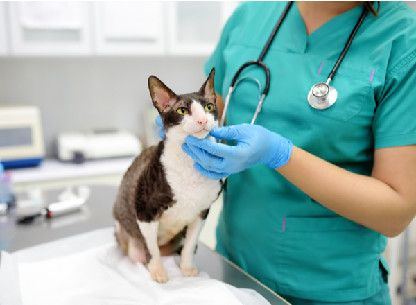 Cat cheching by a woman wearing a medical suit