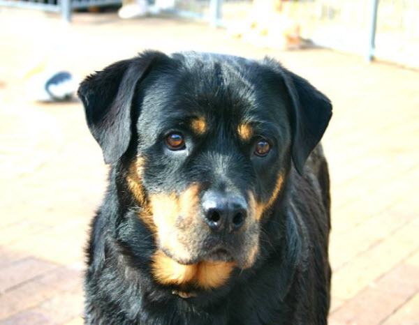 Emergency veterinary house call to dog attack victim