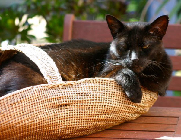 A vet’s bittersweet home visit – the importance of microchipping