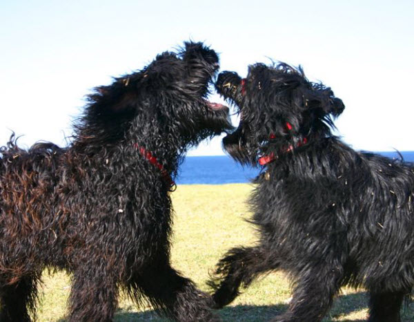 Are Two Pets More Love or More Trouble?