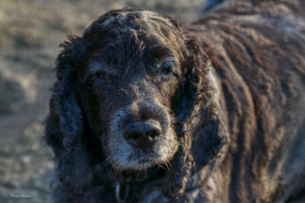 Ear Problems in our Pets