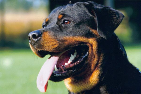 rottweiler dog