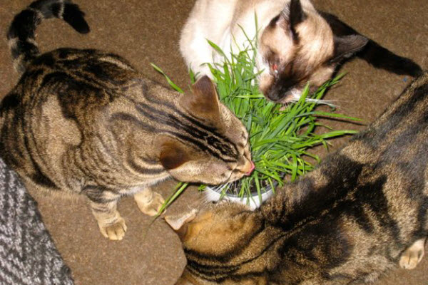Three cats playing plant