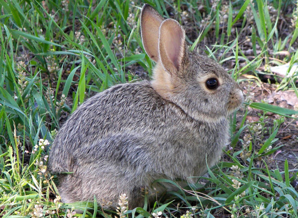 Rabbit diets and dental care – the mobile myth-busting vet!
