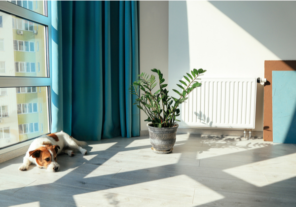 Va-Light modern apartment with dog.