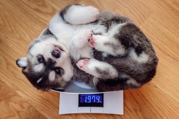 Husky puppy lying on the weighing scale