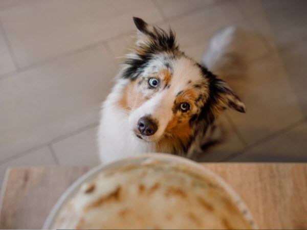 Dog looking at the bowl of food placed on the table