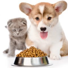 Four key facts about animal obesity