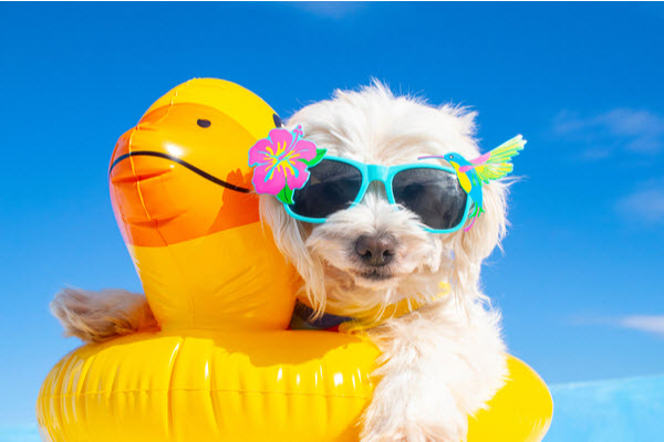 Our top pet safety tips for summer